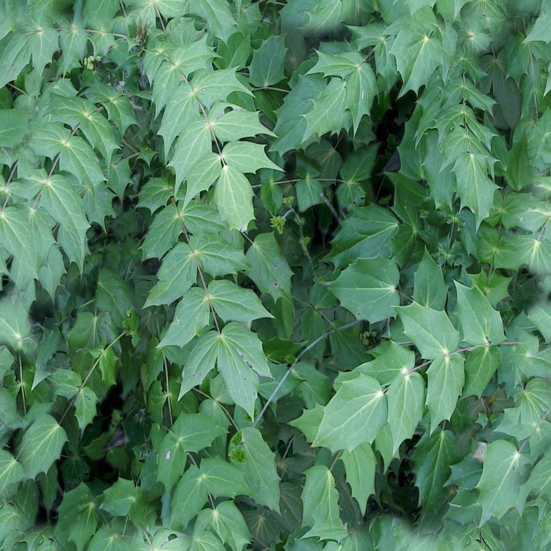 植物 自然元素
