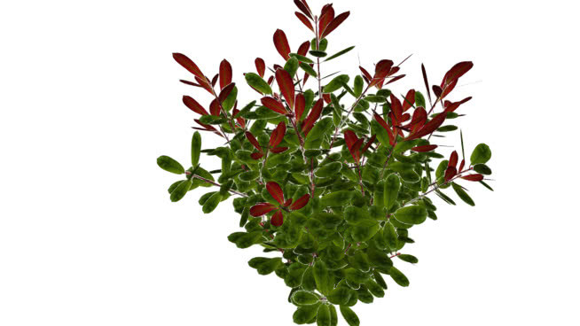 红叶石楠‘红知更鸟’ 其他 花