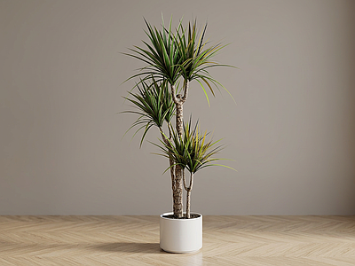 造型绿植盆栽盆栽