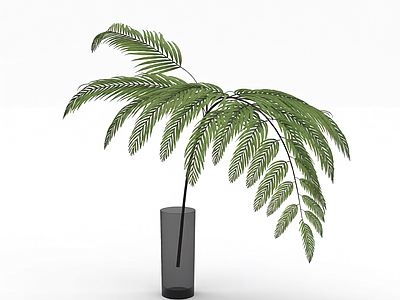 盆栽蕨类植物