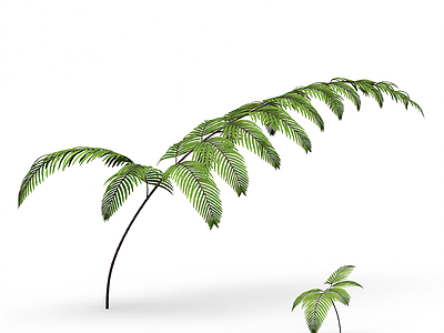 绿色蕨类植物模型