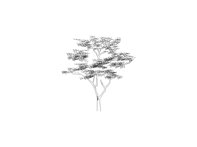 植物标准种植图 树