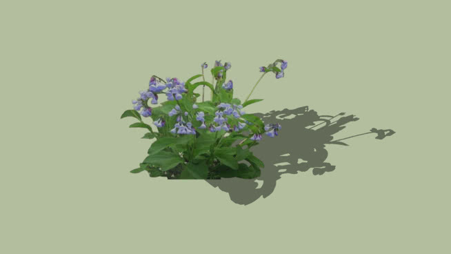 弗吉尼亚蓝铃兰植物 其他 花