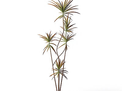 多枝棕榈植物模型