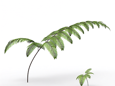 绿色蕨类植物模型