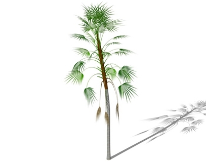 3D棕榈科植物