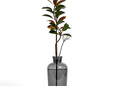 盆栽植物带花瓶