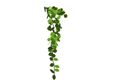 吊篮植物