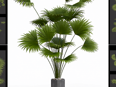 盆栽棕榈植物装饰