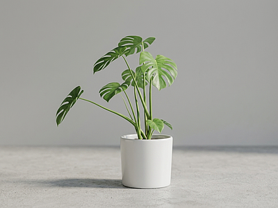 造型绿植盆栽盆栽