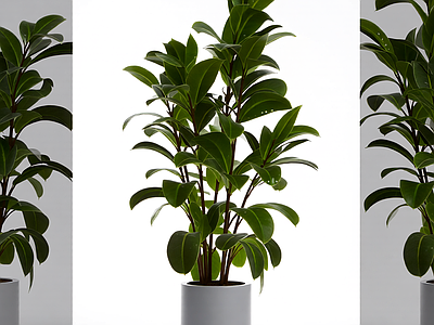 盆栽植物带花盆