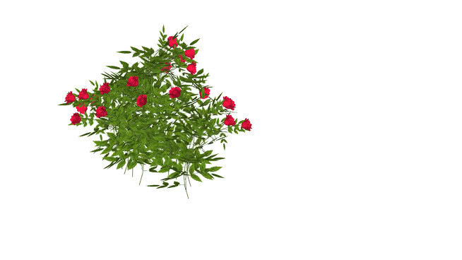 玫瑰桶红 其他 植物 画 花