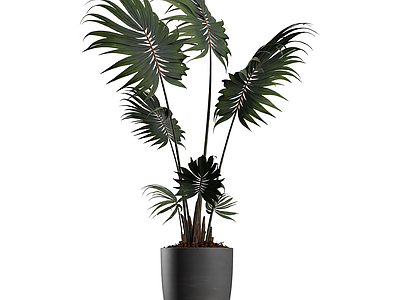 盆栽植物装饰