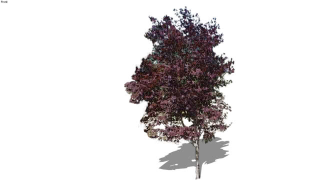 _突袭鸡爪槭 画 其他 植物 花 饰品