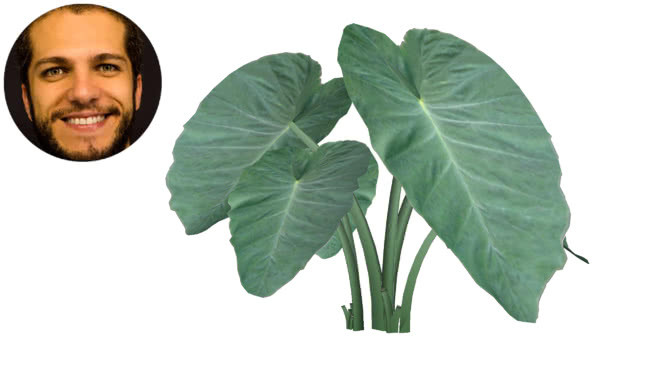 orelha gigantea inhame芋巨德象贝母giganteum leucocasia 结球甘蓝（卷心菜） 棉花 其他 菜花