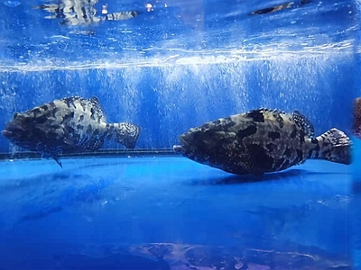 鱼缸