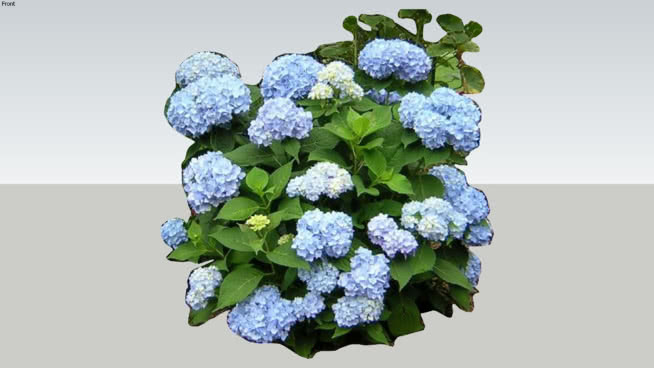 绣球“无尽的夏天” 菜花 饰品 植物 其他 花