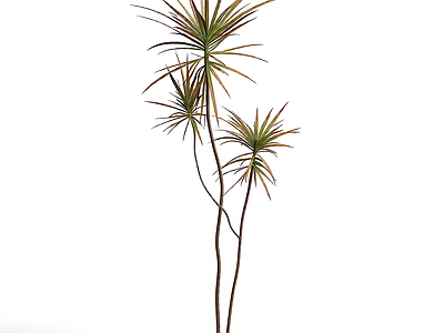 多枝干植物模型