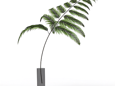 盆栽蕨类植物