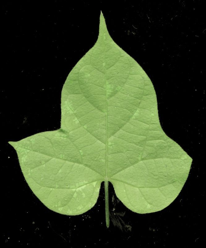 其他杂项-植物纹理 047 自然元素