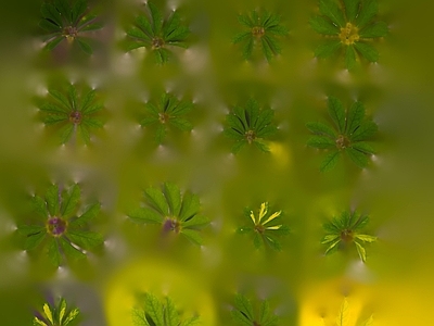 绿植墙