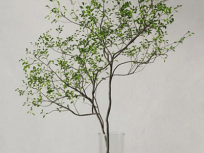 艺术绿植乔木