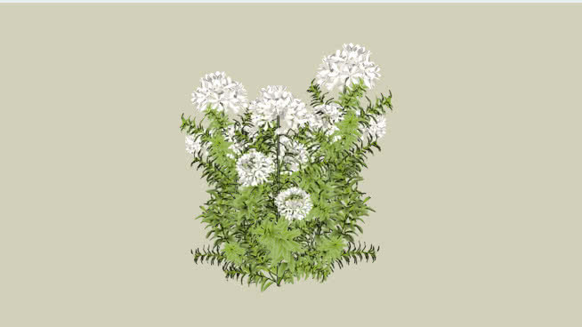 龙船花属 植物 其他 花 画 饰品