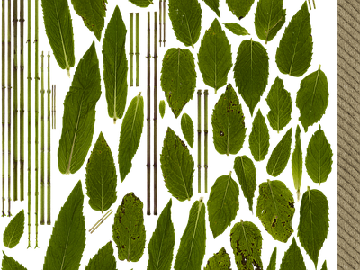 绿植墙