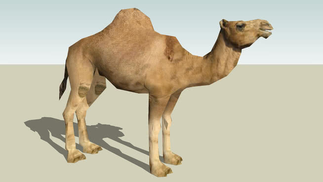 Dromedary Camel（成人）照片纹理完美！ 阿拉伯骆驼