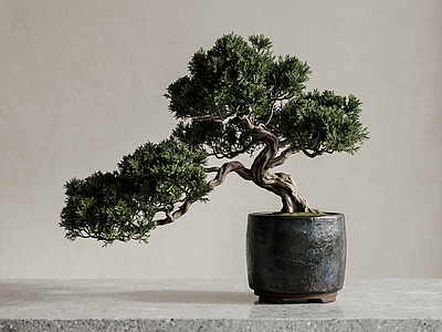 盆栽绿植盆栽