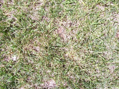 地面-草皮 自然地面