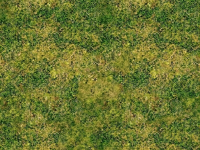 草地草皮 草皮