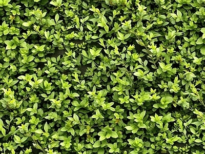 植物墙绿植墙