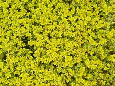 植物类 灌木 高清材质贴图 花