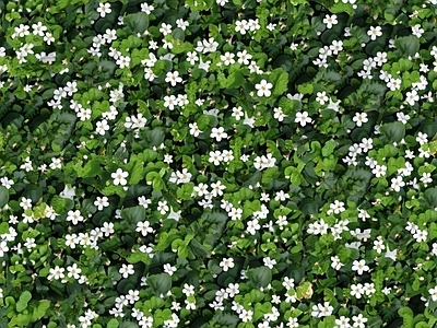 自然元素 鲜花 花卉 灌木植物 高清材质贴图