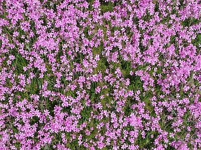 鲜花 花卉 自然元素 植被 地被