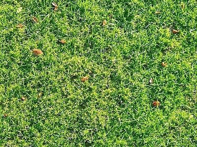 草地草皮 草皮