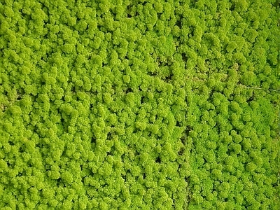 植物墙 贴图