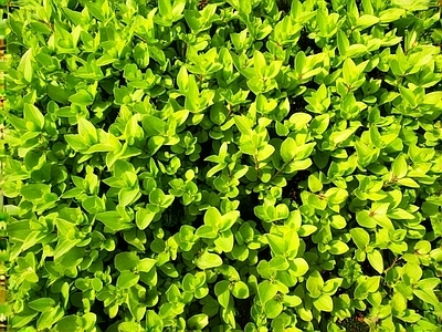 黄绿色灌木植物 绿篱植物 高清材质