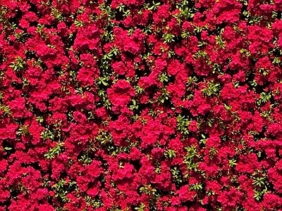 花灌木 植物高清贴图