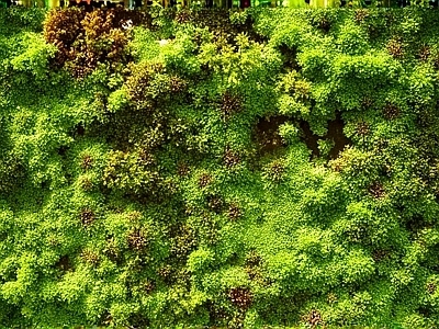 苔藓植物 高清材质