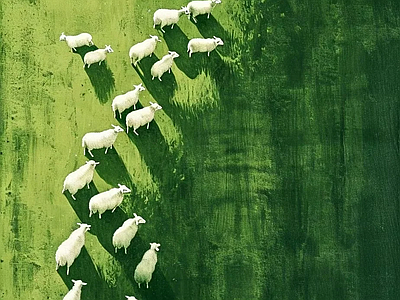 其他挂画