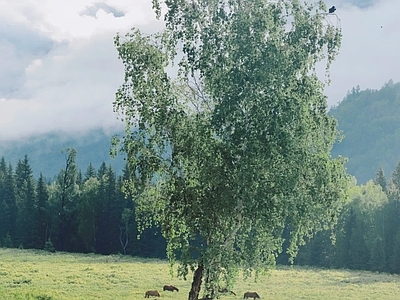 其他风景