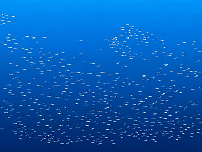 其他水面