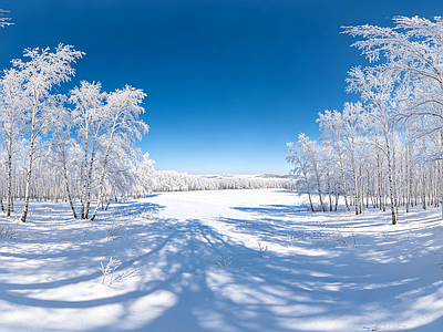 户外HDR 白桦林 雪景