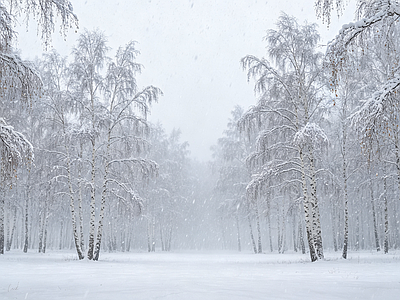 户外HDR 白桦林 森林 雪景