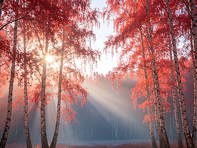 户外HDR 森林