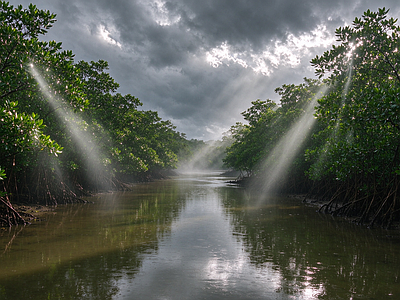 户外HDR 红树林