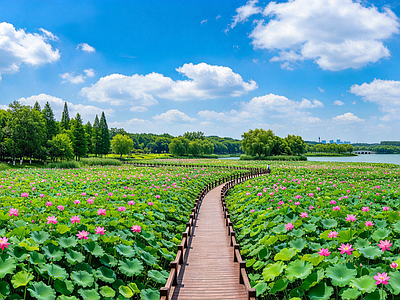户外HDR 荷花 荷塘