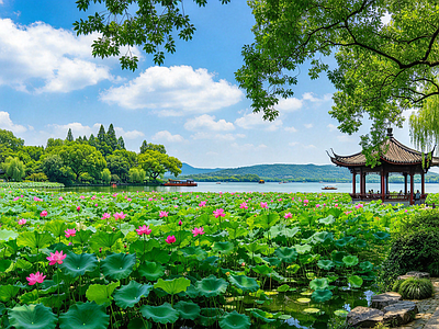 户外HDR 公园 荷塘 荷花 荷叶